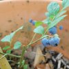 Vaccinium corymbosum